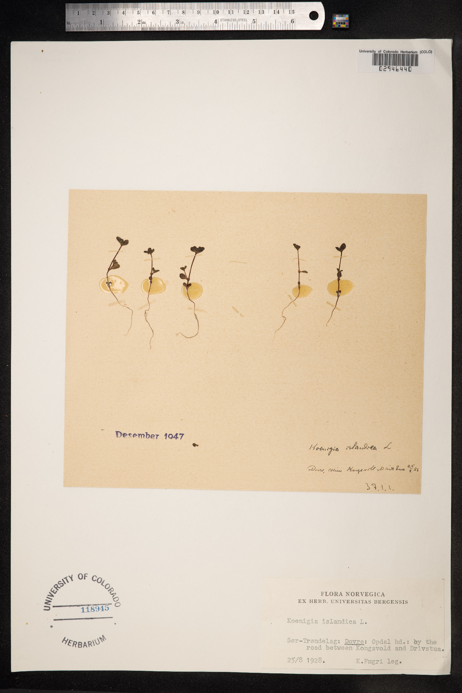 Koenigia islandica image