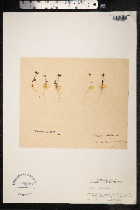 Koenigia islandica image