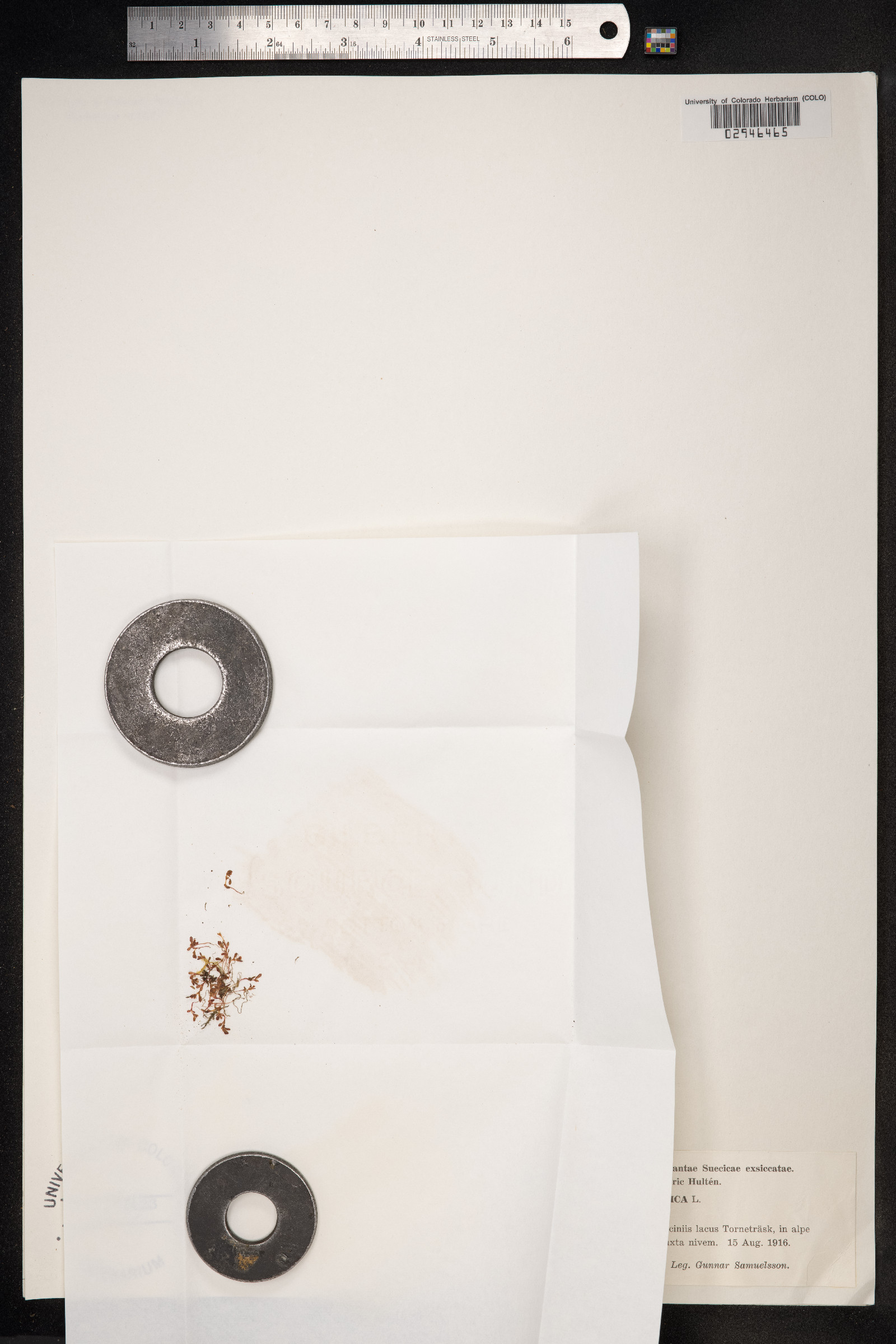 Koenigia islandica image