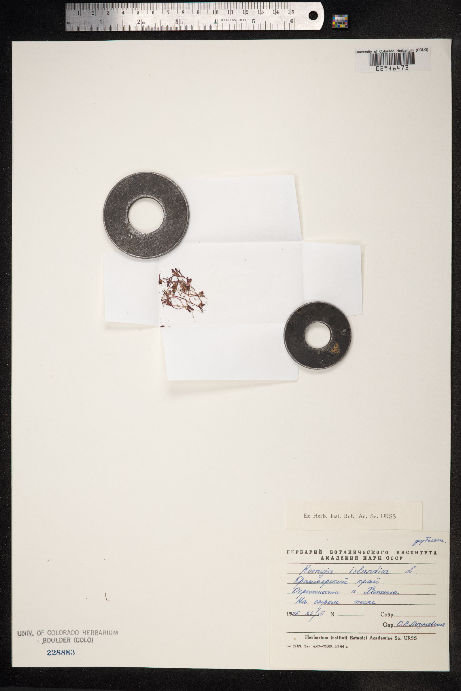 Koenigia islandica image