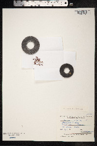 Koenigia islandica image