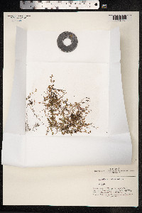 Koenigia islandica image