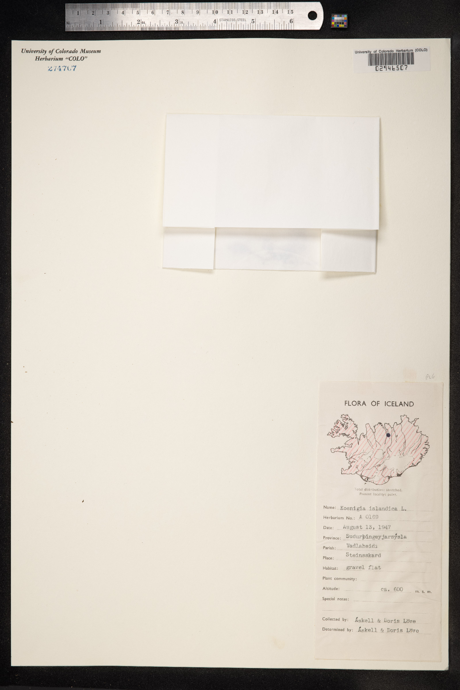 Koenigia islandica image