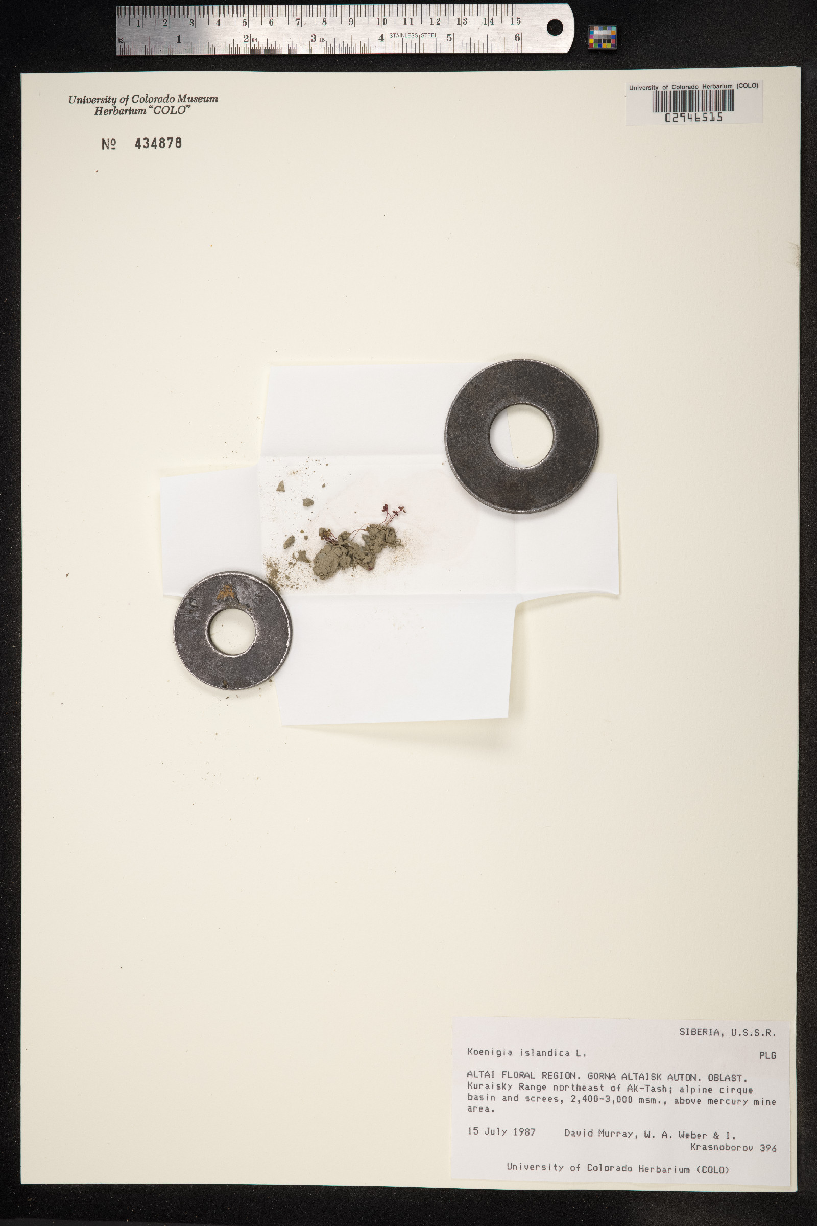 Koenigia islandica image