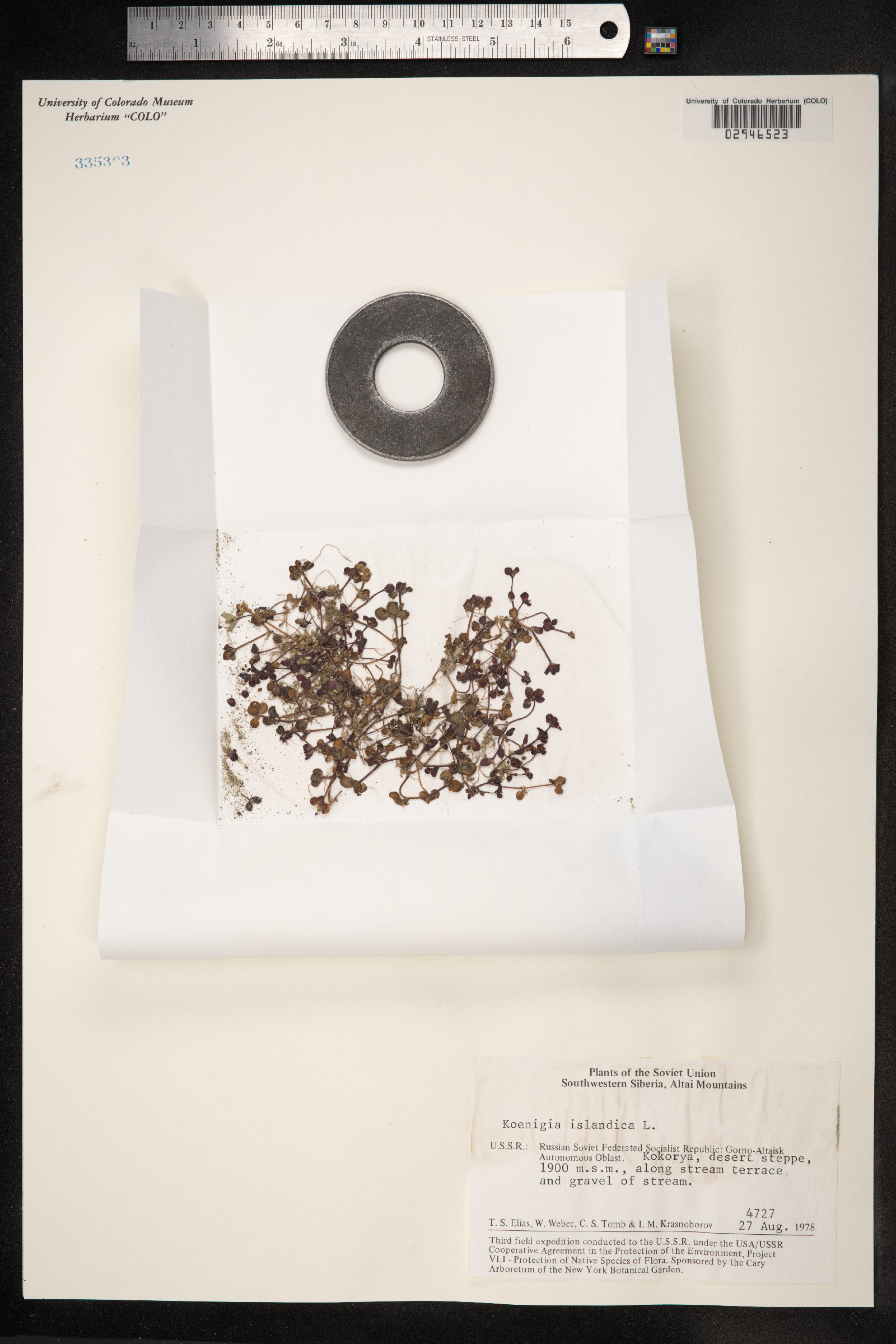 Koenigia islandica image