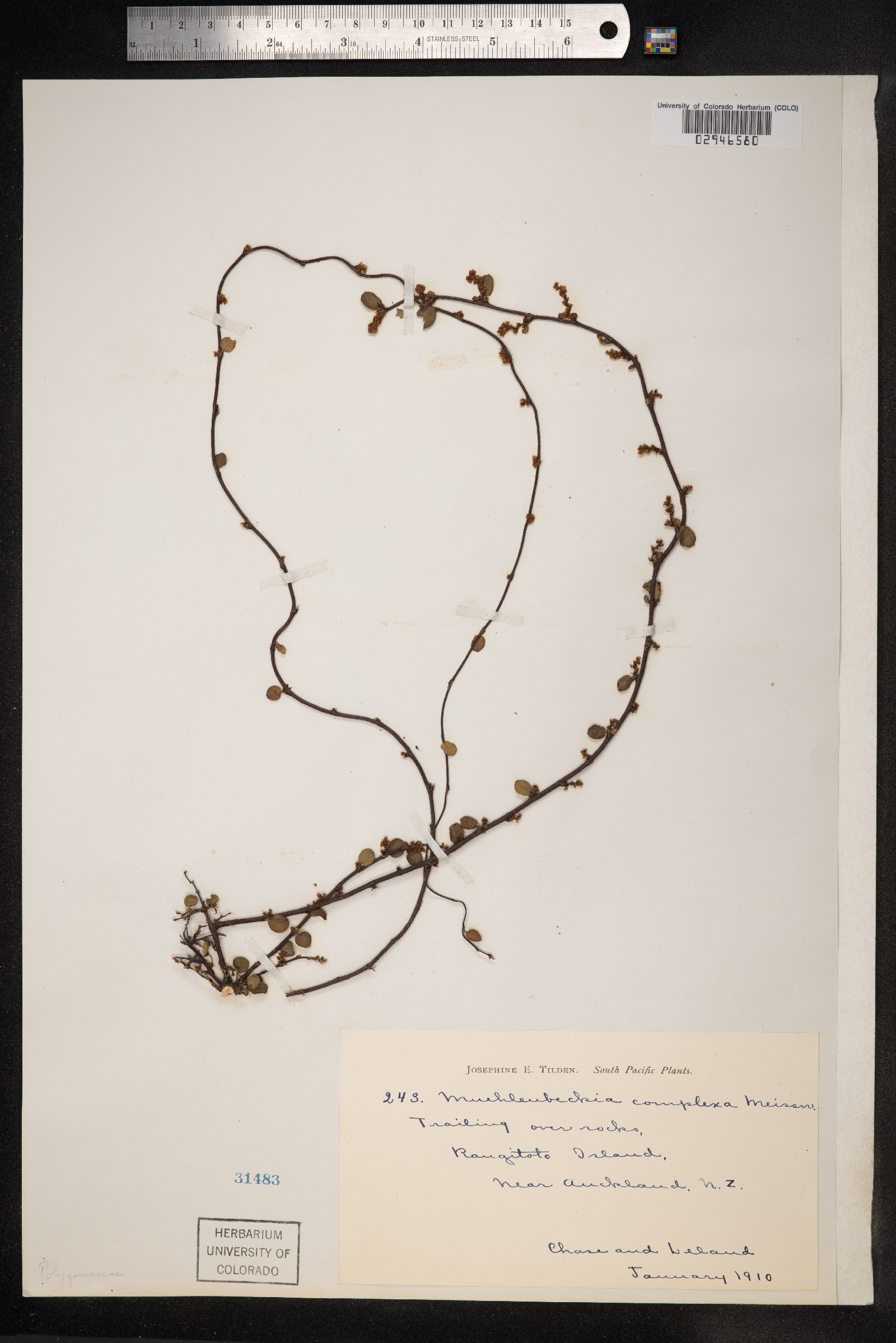 Muehlenbeckia complexa image