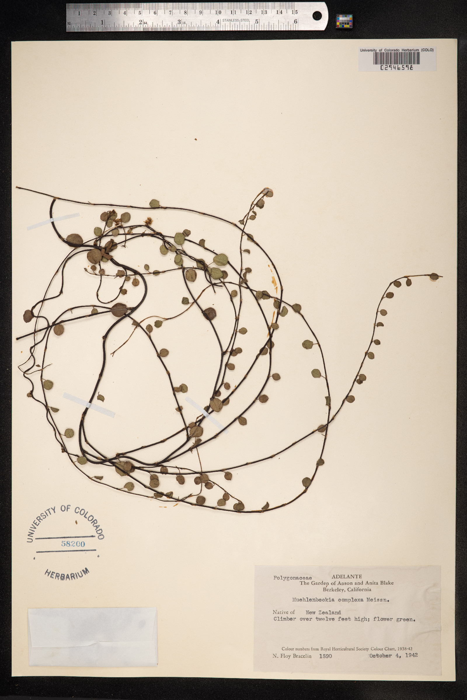 Muehlenbeckia complexa image