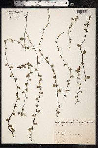 Muehlenbeckia complexa image