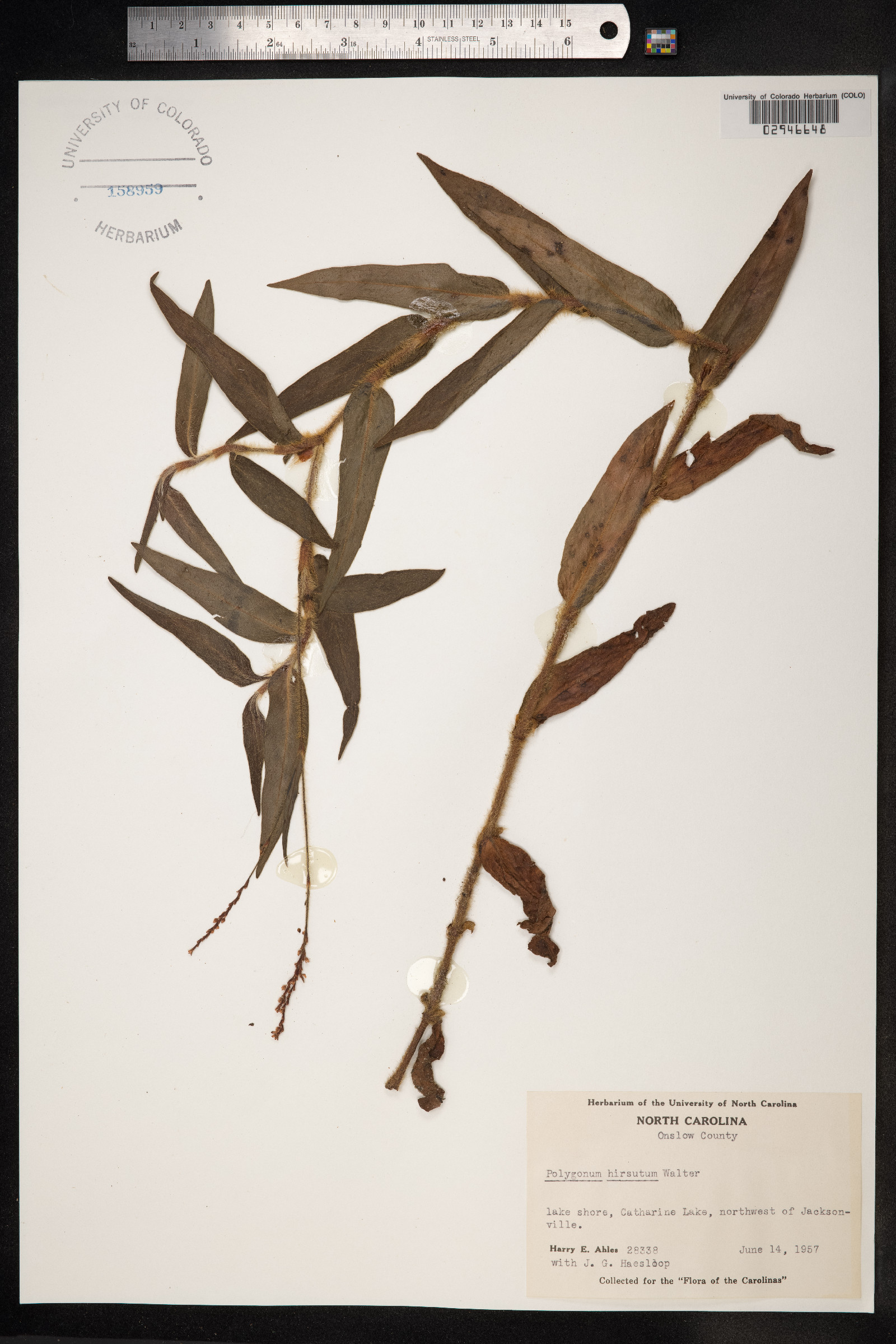 Persicaria hirsuta image