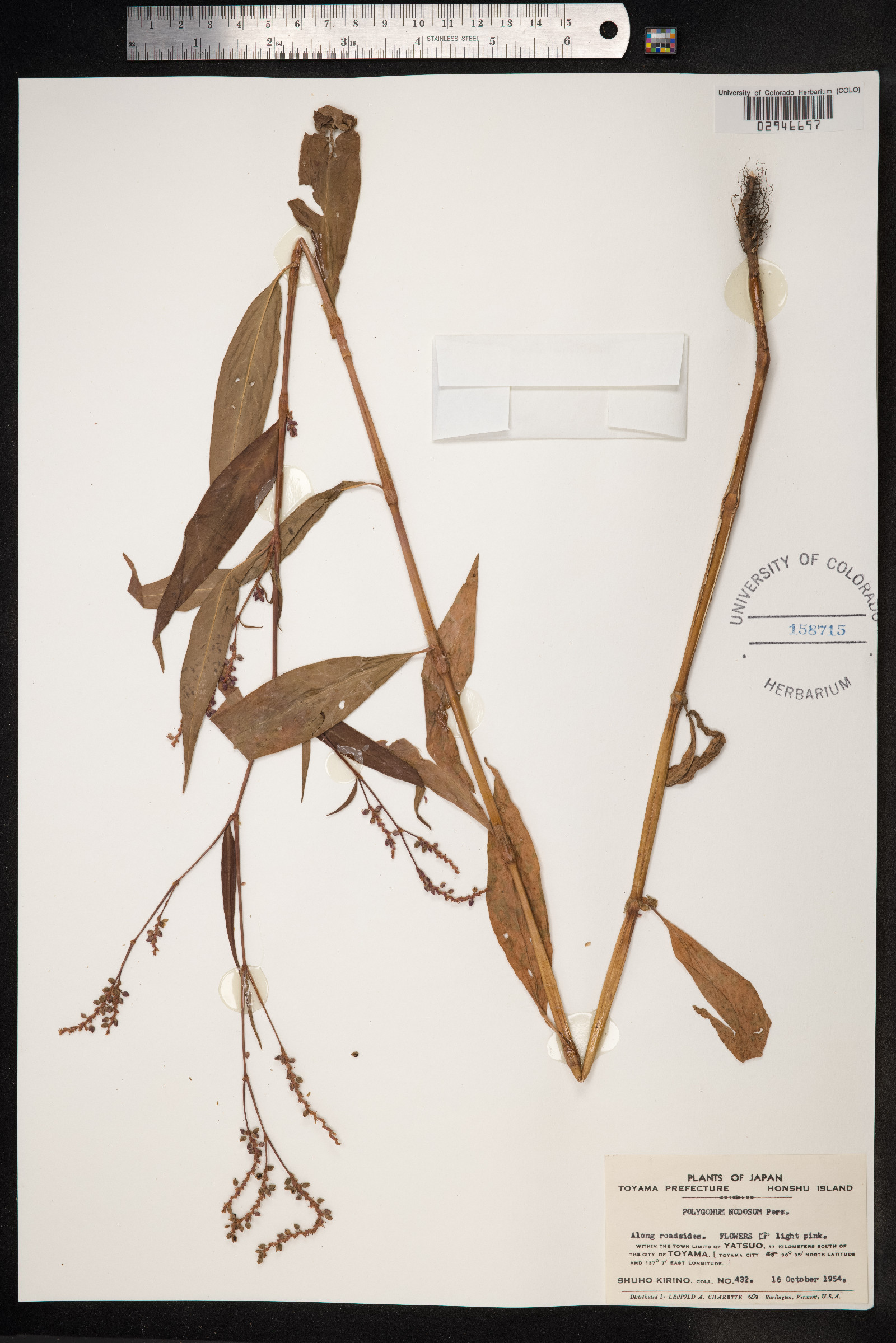 Persicaria nodosa image