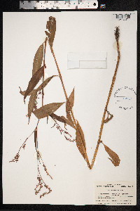 Persicaria nodosa image
