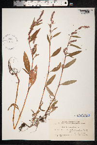 Persicaria nodosa image