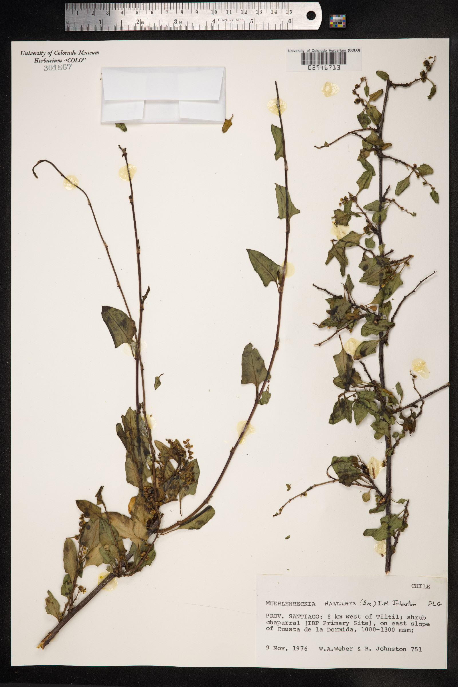 Muehlenbeckia hastulata image