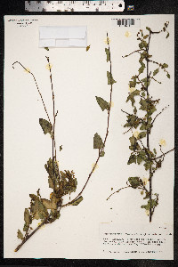 Muehlenbeckia hastulata image