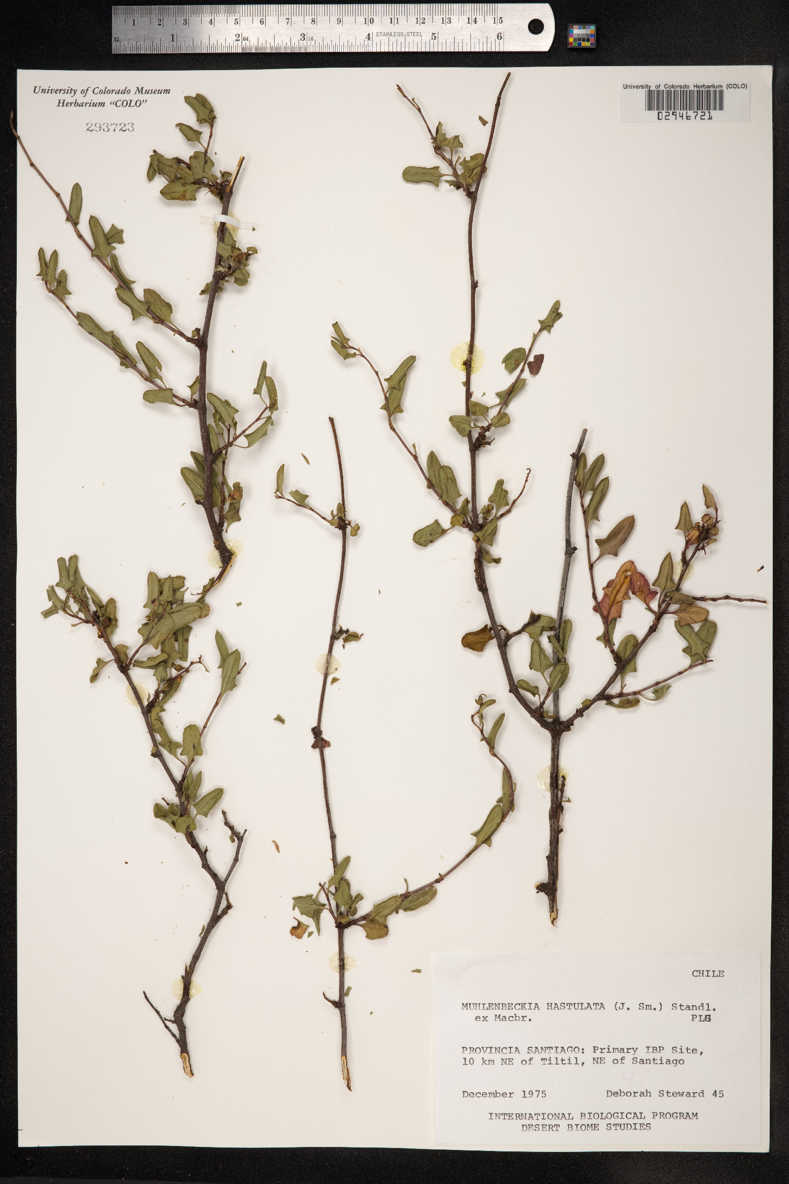 Muehlenbeckia hastulata image
