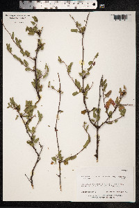 Muehlenbeckia hastulata image