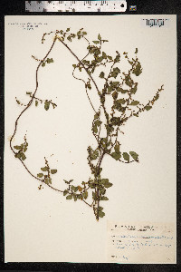 Muehlenbeckia hastulata image