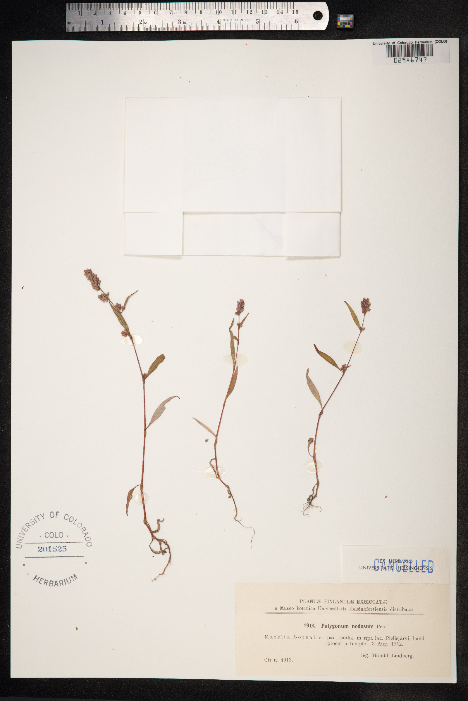 Persicaria nodosa image