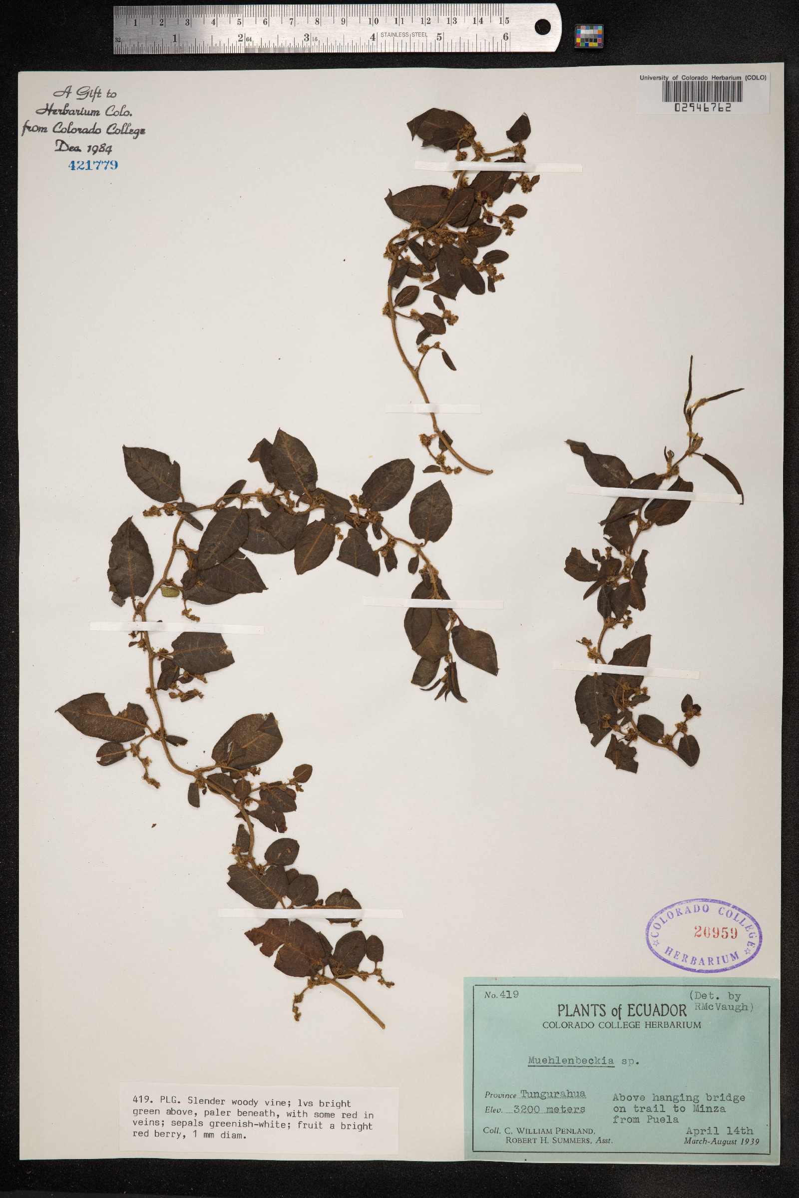 Muehlenbeckia image
