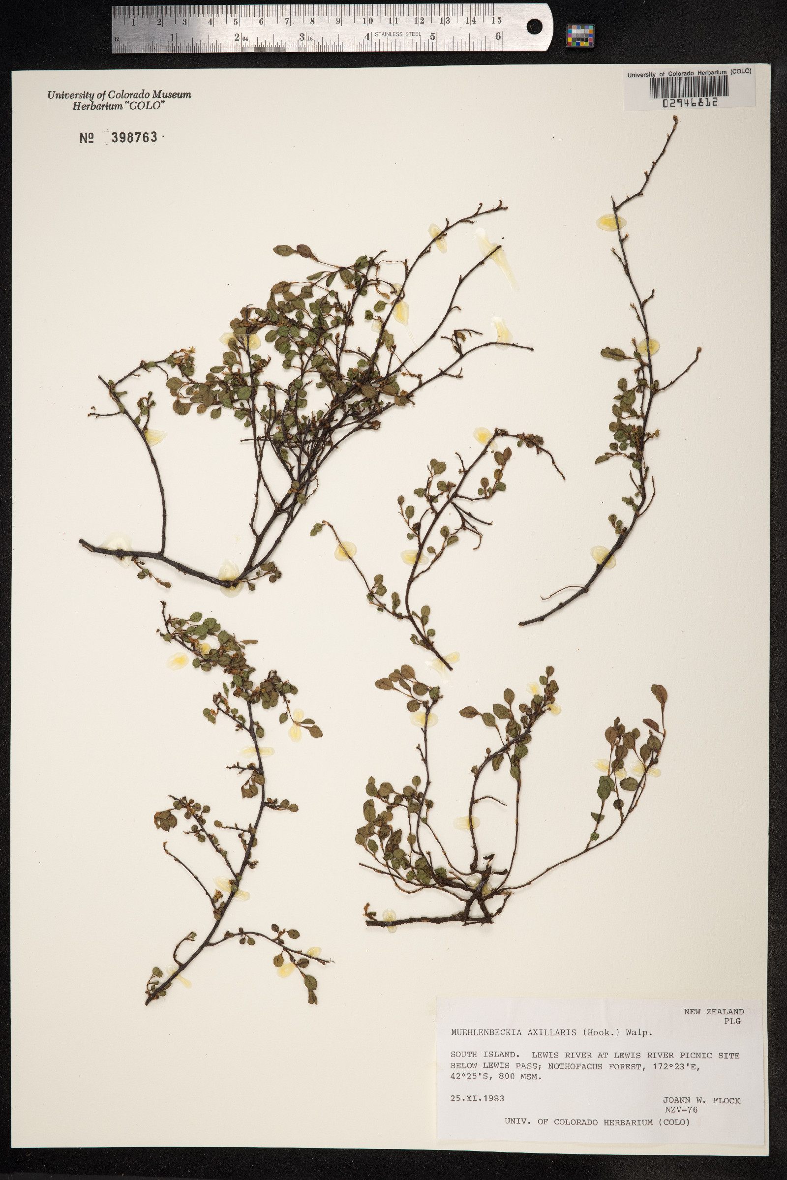 Muehlenbeckia axillaris image