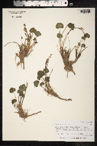 Oxyria digyna image