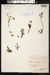 Oxyria digyna image