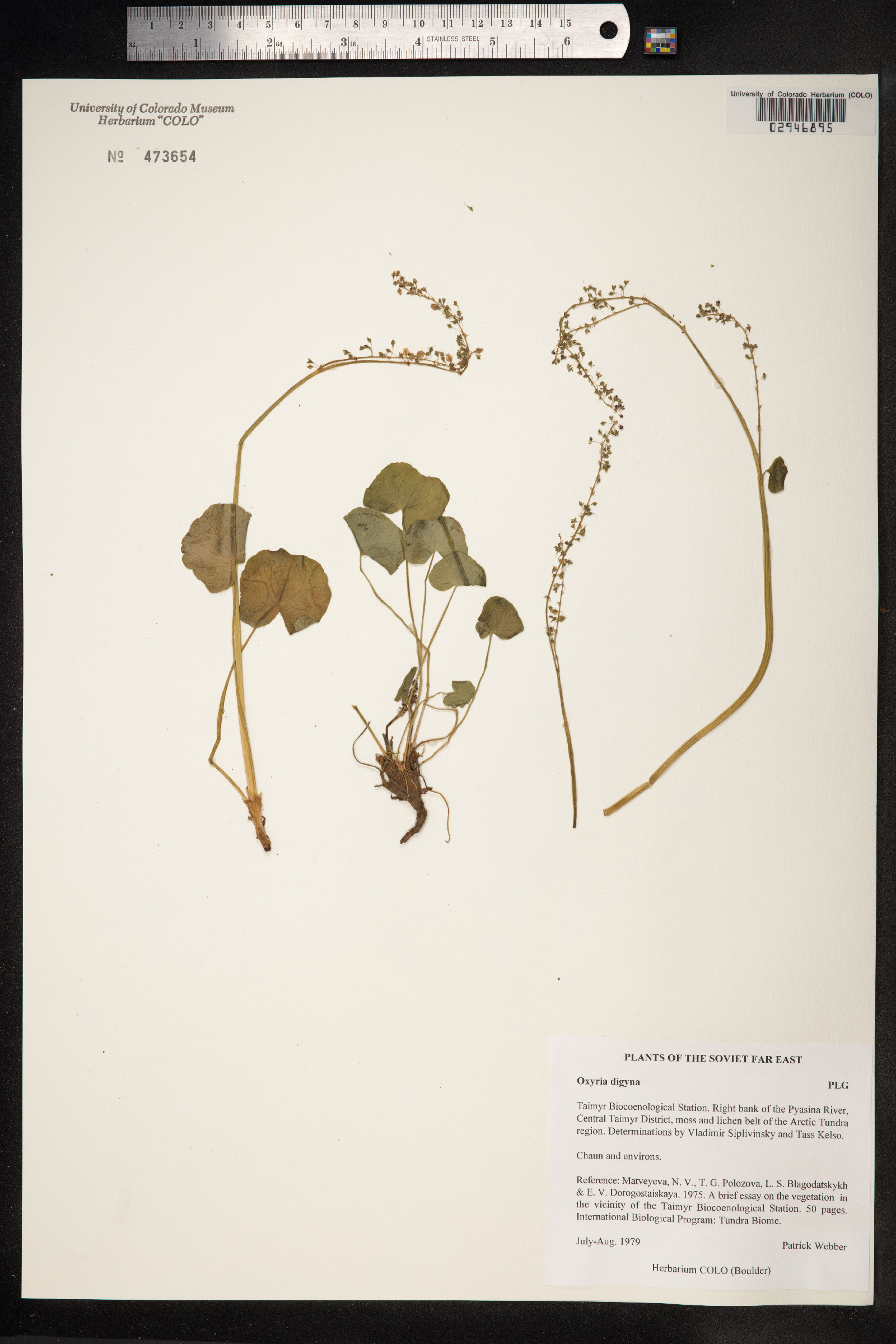 Oxyria digyna image