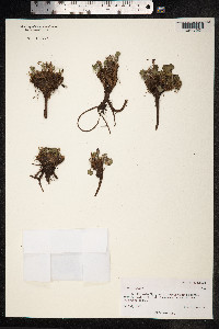Oxyria digyna image