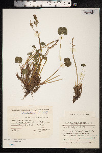 Oxyria digyna image