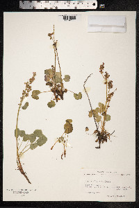 Oxyria digyna image