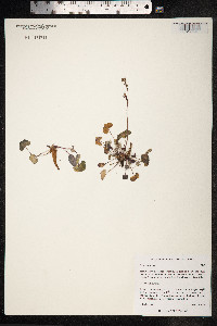 Oxyria digyna image