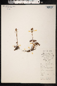 Oxyria digyna image