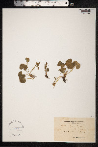 Oxyria digyna image