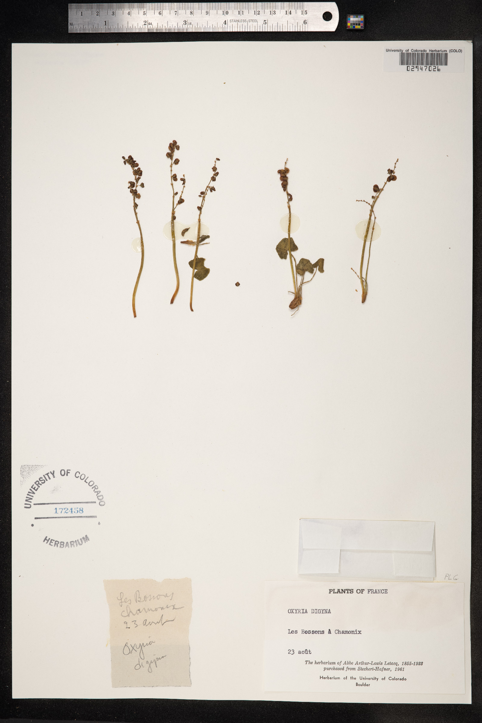 Oxyria digyna image
