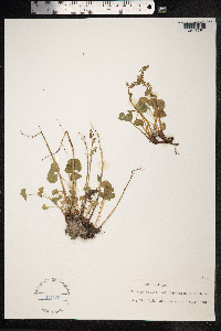 Oxyria digyna image