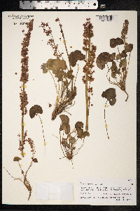 Oxyria digyna image