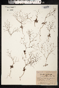 Oxytheca dendroidea image