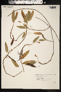 Persicaria amphibia image