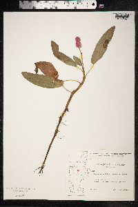 Persicaria amphibia image