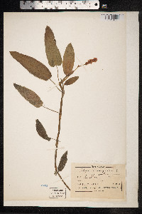 Persicaria amphibia image