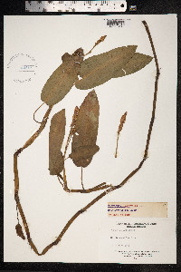 Persicaria amphibia image