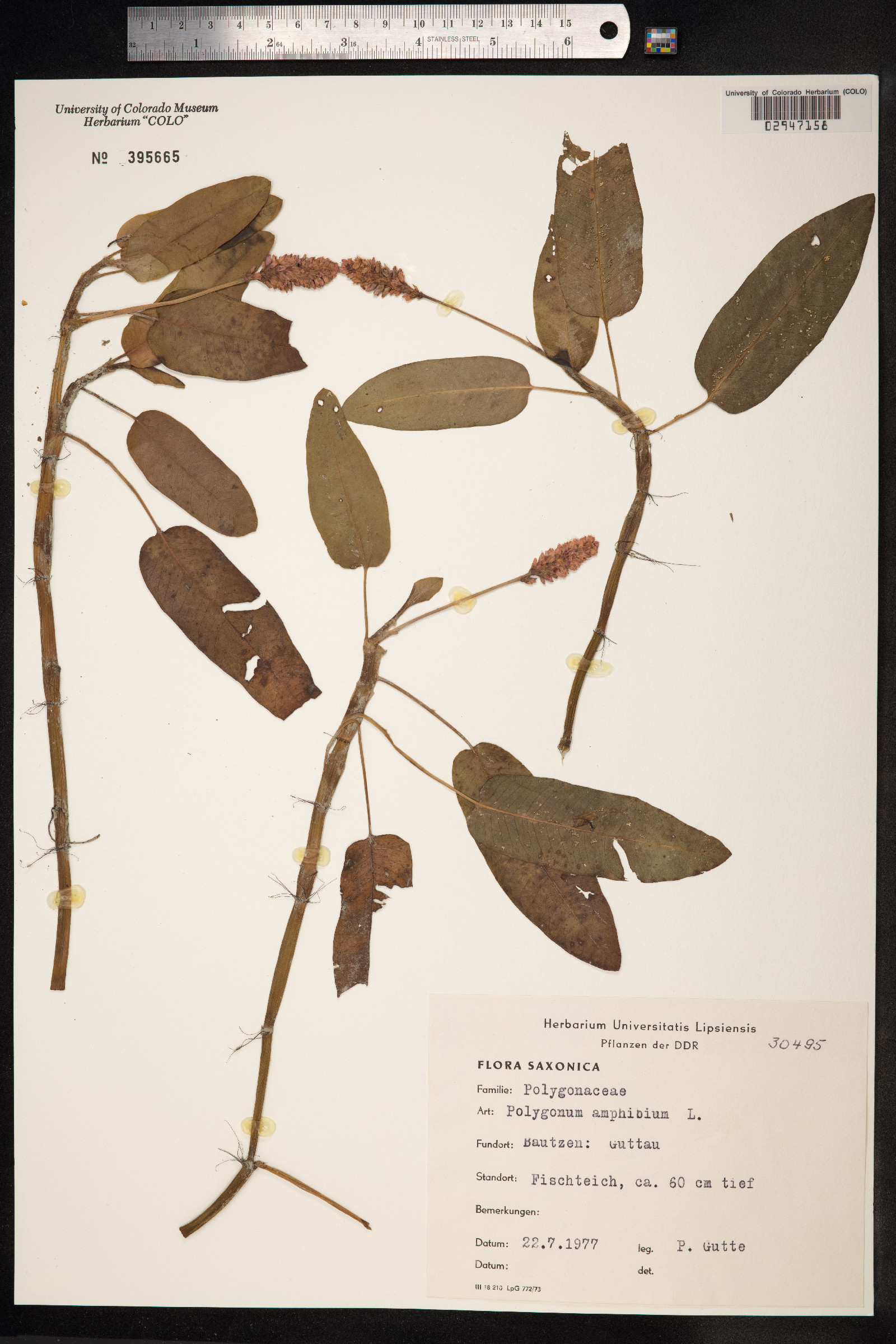 Persicaria amphibia image
