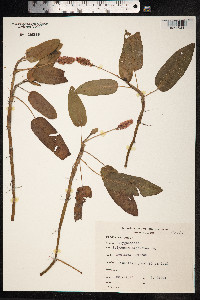 Persicaria amphibia image