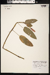 Persicaria amphibia image