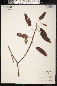 Persicaria amphibia image