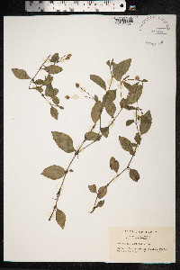 Persicaria capitata image
