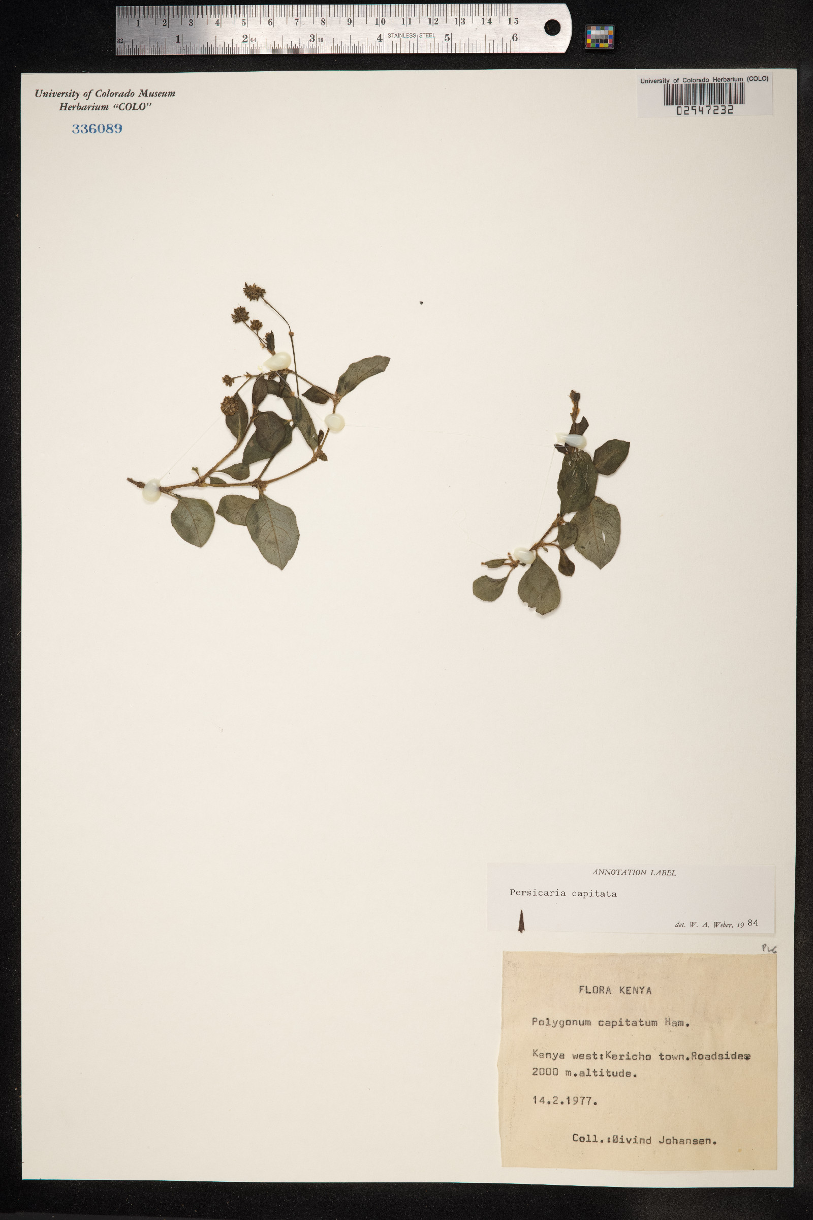 Persicaria capitata image