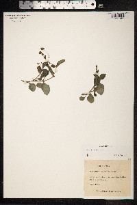 Persicaria capitata image