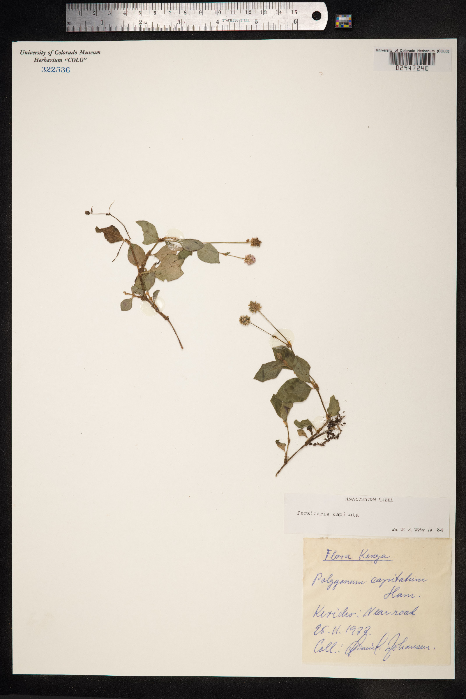 Persicaria capitata image