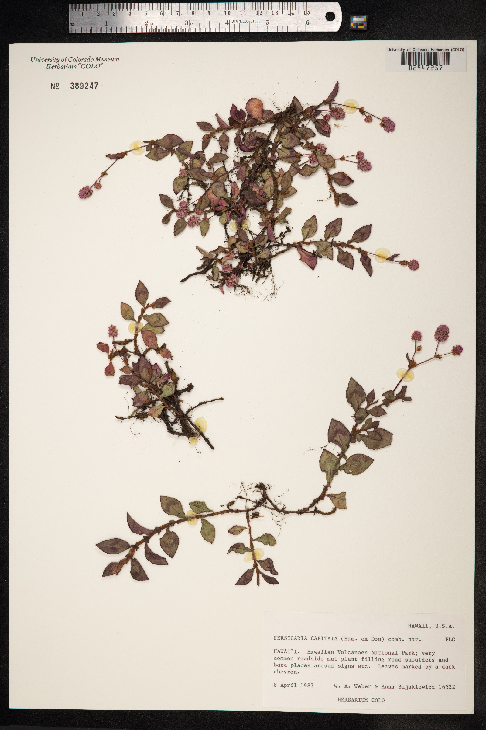 Persicaria capitata image